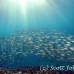 jack_scad_yellowstripe_res_h_0705_png0080.jpg